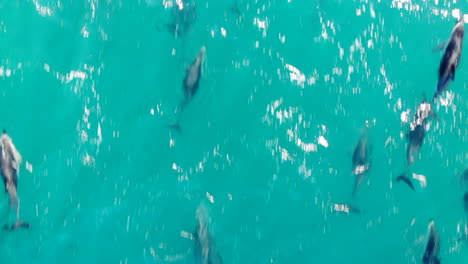 escuela aérea de delfines saltando 4k drone disparó a nueva zelanda