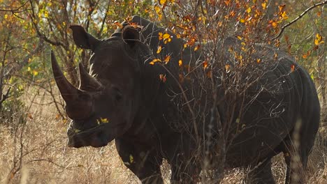 A-medium-shot-of-a-White-Rhino-standing-still-behind-a-small-tree-and-observing-its-surrounding-in-the-wild-of-Africa