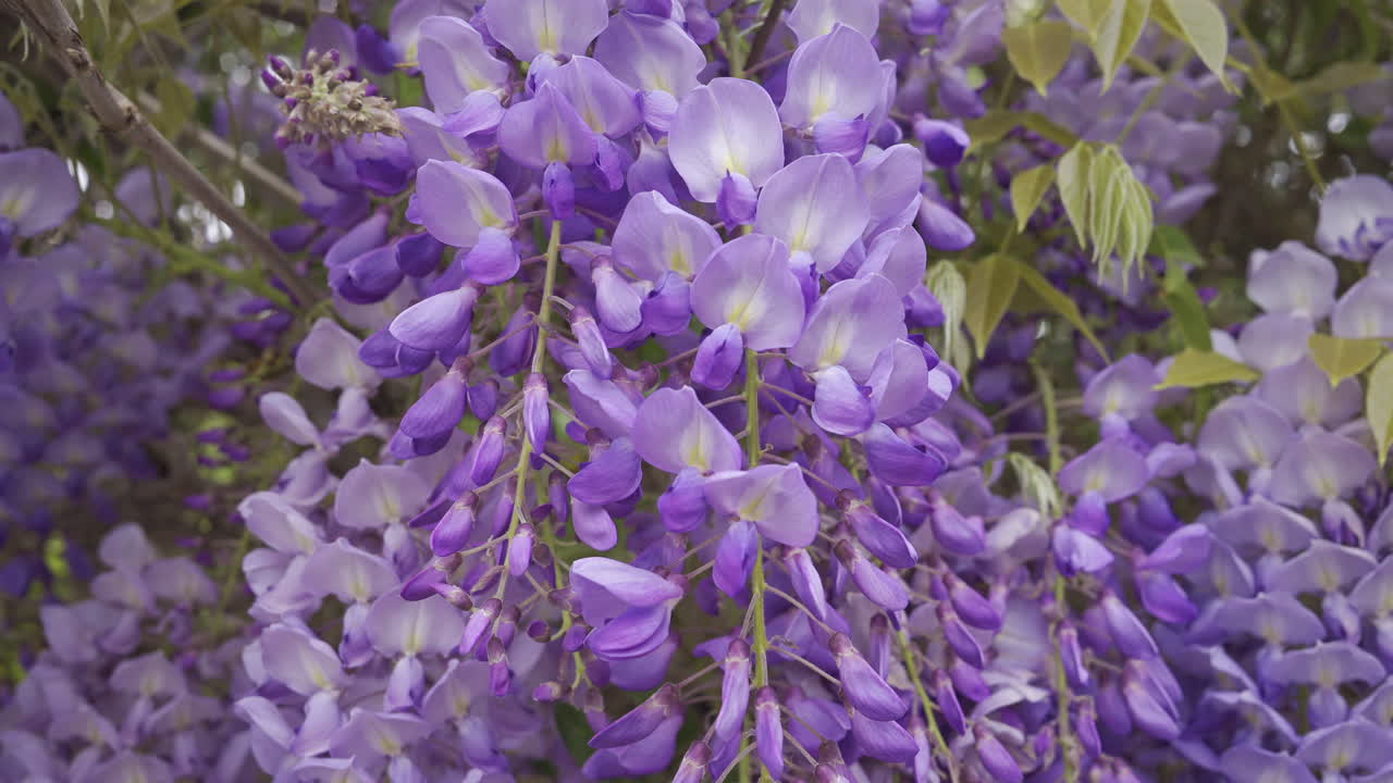 Close up of the purple wisteria flowers on the tree