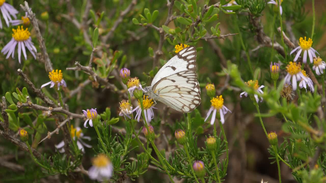 mariposa blanca con vetas marrones revolotea entre margaritas en busca de néctar
