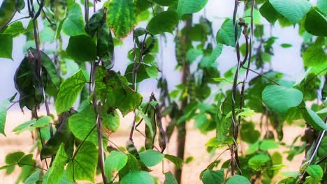 planta de frijol de lima con cáscara