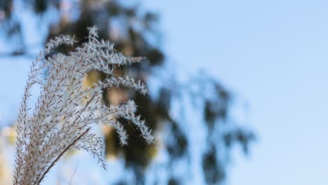 close-up of grass swaying in the breeze