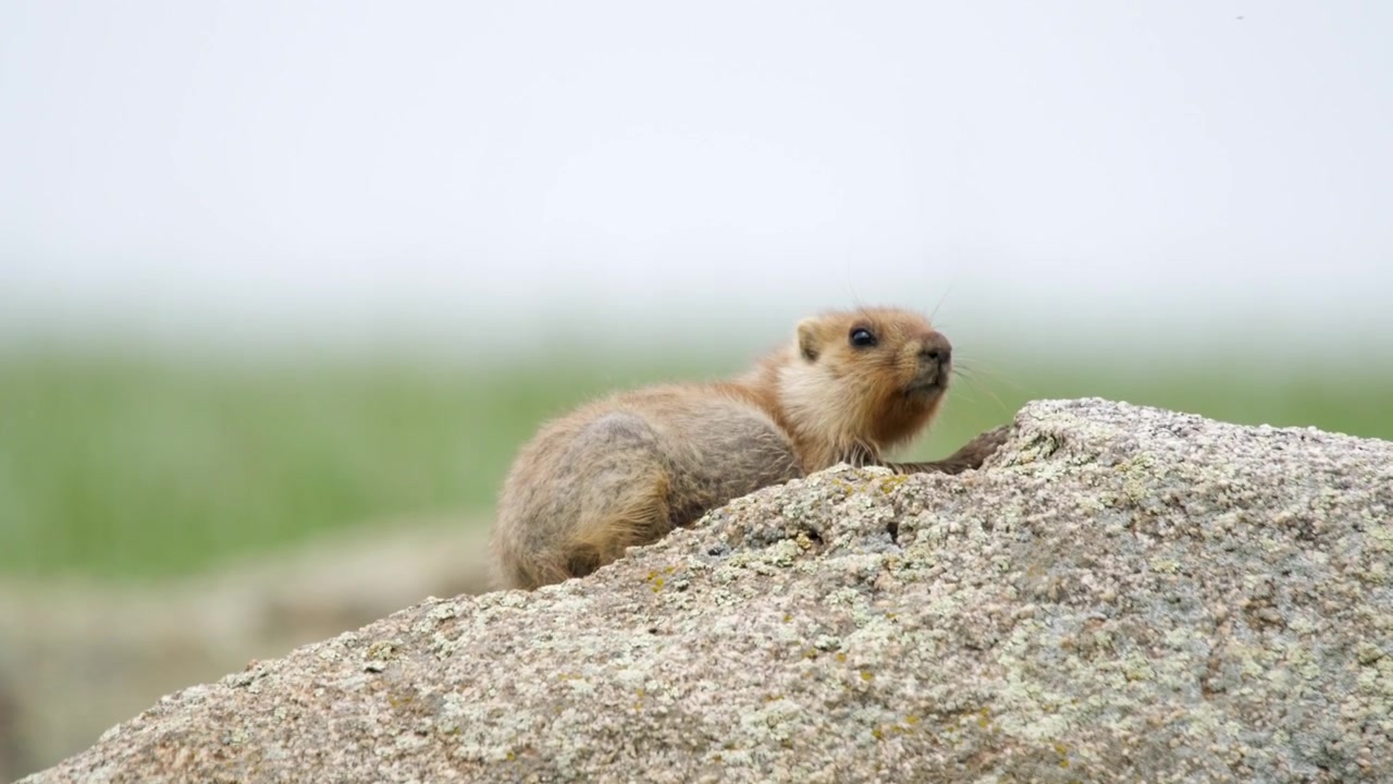 A Marmot Resting on a Large Rock in a Grassy Field