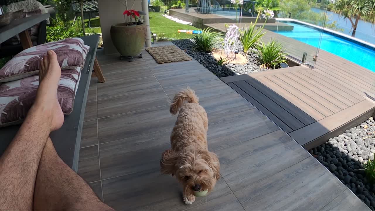 앉아있는 남자가 꼬리를 흔드는 작은 강아지 카바푸에게 무심코 공을 던진 다음 뛰어올라 잡는다.