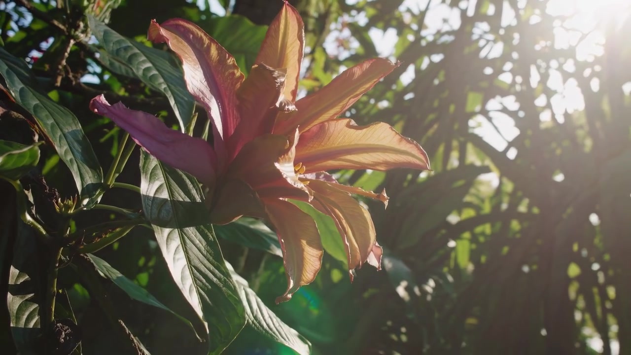 Fiore tropicale vivace con bagliore solare in un giardino lussureggiante