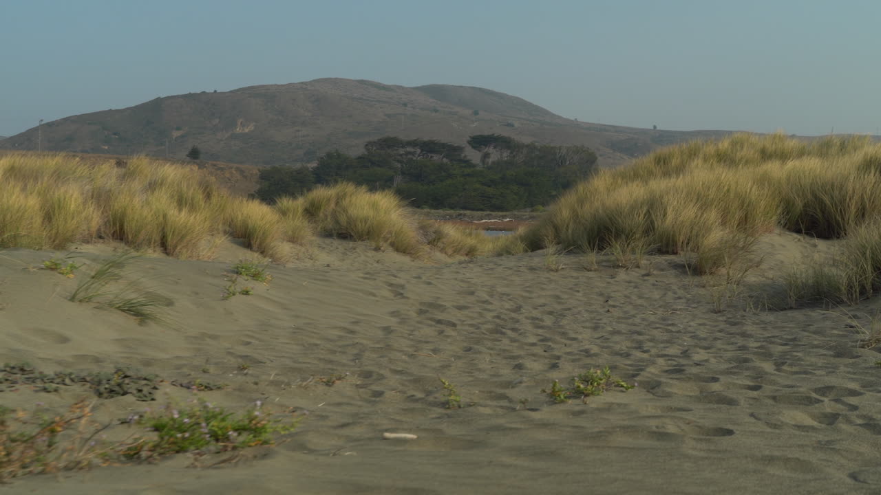пляжные дюны округа сонома в северной калифорнии