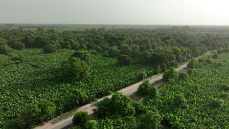 Vista-Aérea-De-Una-Gran-Granja-De-Mangos-En-Mirpur-Khas-Sindh-En-Karachi