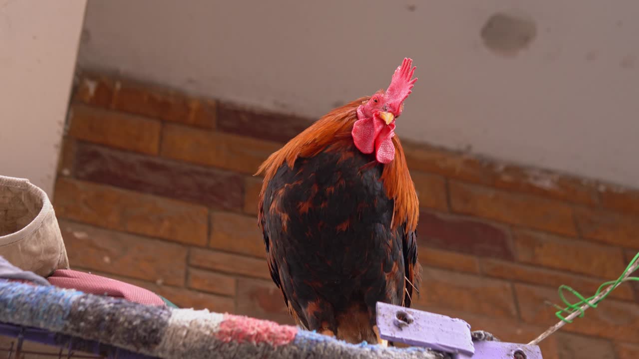 la vista del héroe del pollo gallo