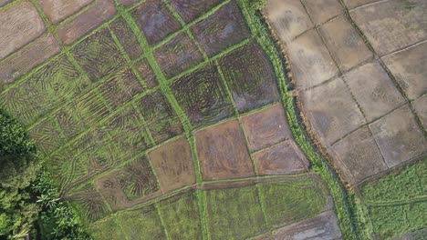 Paddy-fields-of-Sri-Lanka,-aerial-footage,-green-trees-and-buildings,-urban-cities