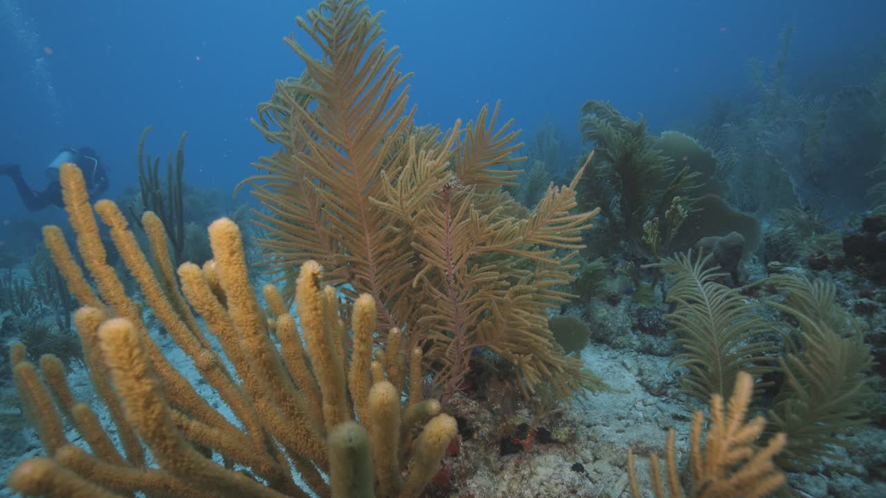 Un gruppo di spugne coralline gialle a forma di dito emerge da una barriera corallina e da un fondale sabbioso nelle limpide acque blu dei Caraibi, vicino a St Thomas, nelle Isole Vergini Britanniche.