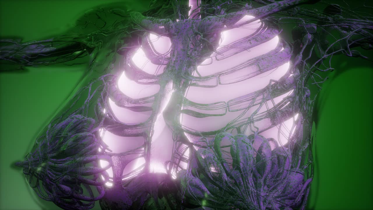 cuerpo humano con pulmones visibles