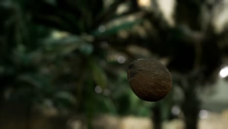 extreme slow motion falling coconut in jungle