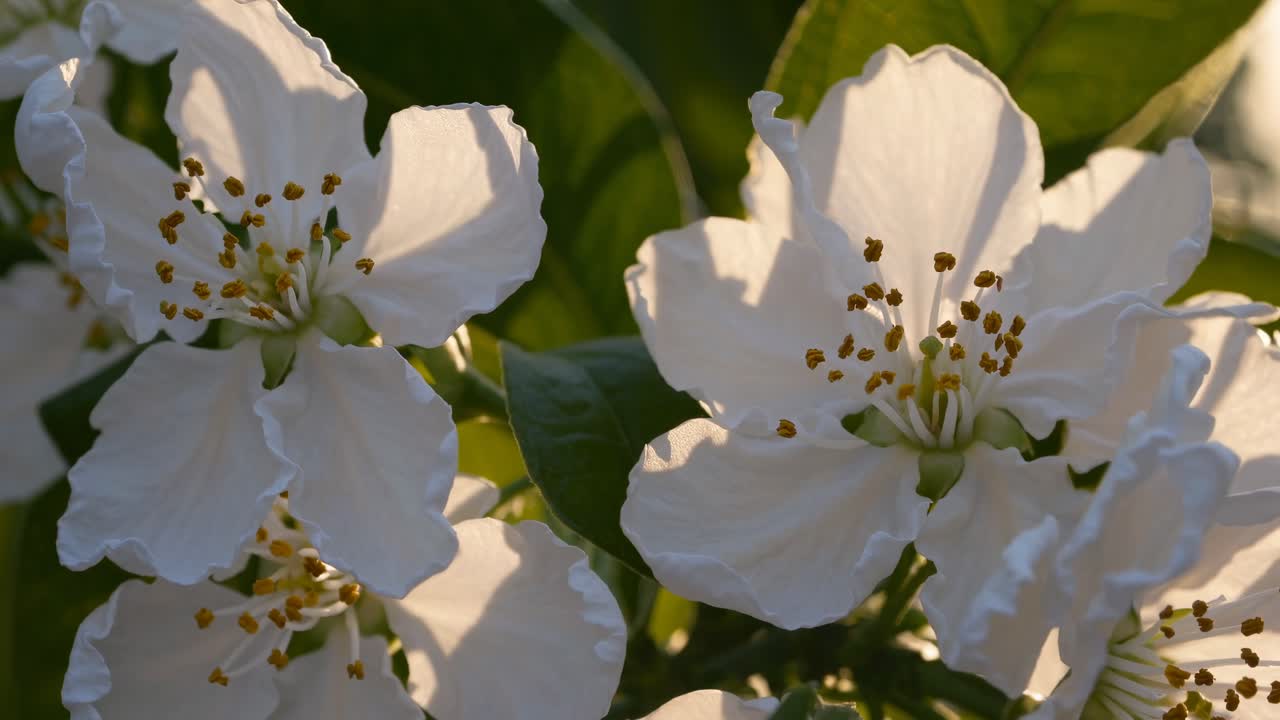 Vídeo em close-up de flores brancas com a luz do sol filtrando pelas pétalas, capturado de um ângulo baixo