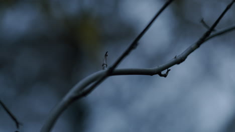 leafless plant branches with bokeh background