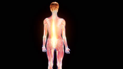 3d rendered medically accurate animation of a painful back