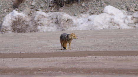 south american gray fox stands still and looks at camera, patagonia, argentina