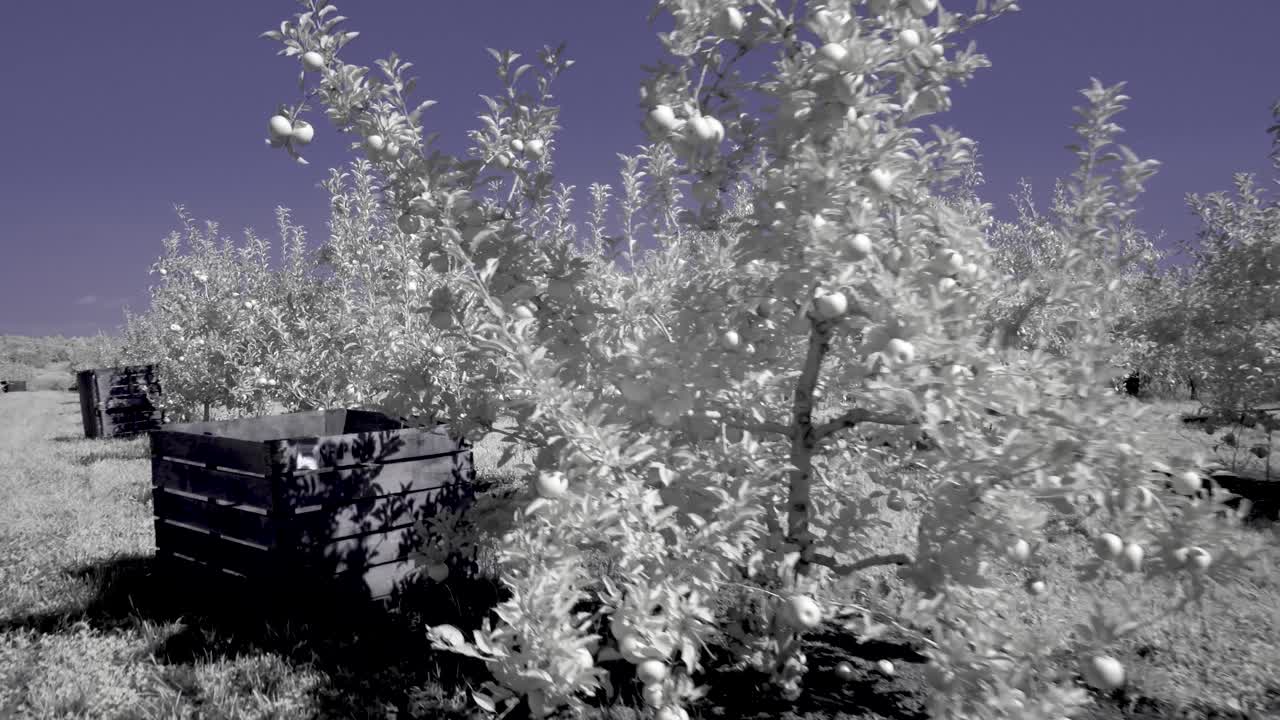 Apple Orchard with Fruit Trees