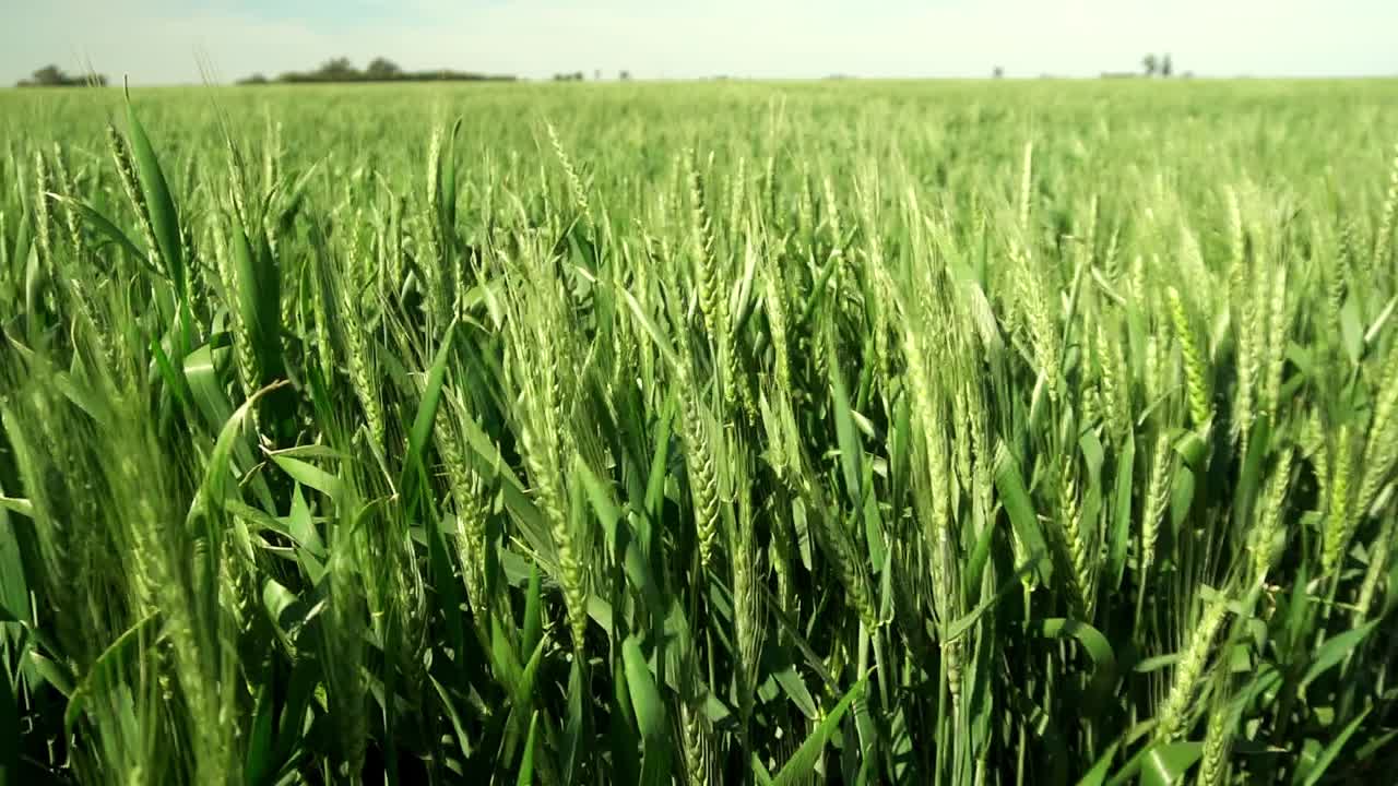 Green wheat moved by the wind in slow motion