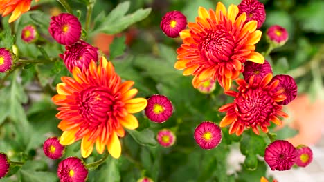 Rote-Und-Orange-Blumen-In-Zeitlupe