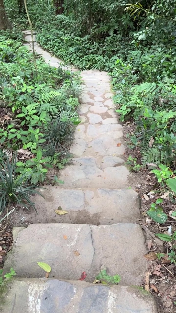 Stone Path Leading Down into a Lush Green Forest