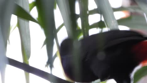 Gelbkehltukan-Thront-Inmitten-Der-Vegetation-Und-Fliegt-Davon