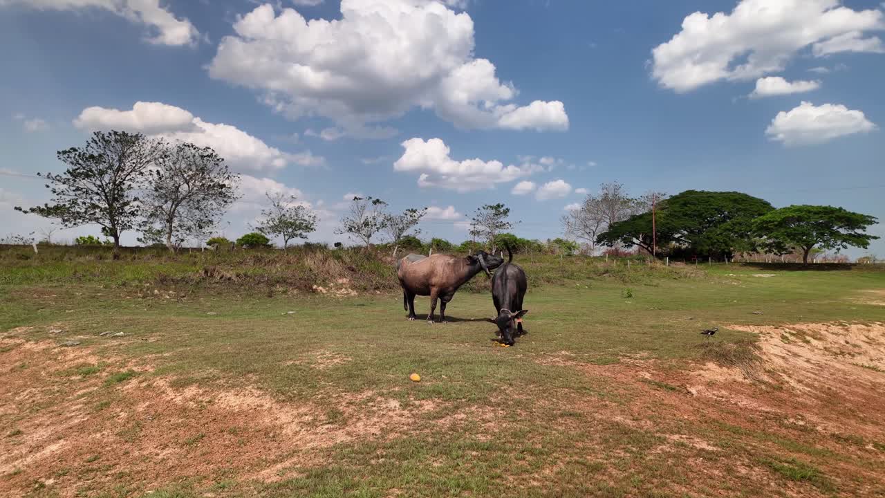 Bufalo d'acqua in un campo
