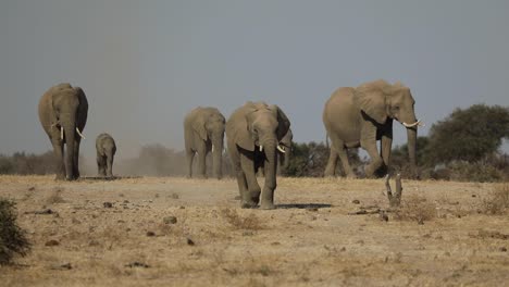 amazing slow motion of an african elephant herd walking over the dry plains in mashatu botswana