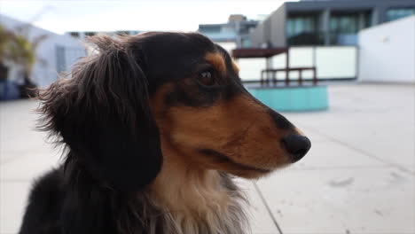 Small-fluffy-dog-outside-on-patio,-Close-up