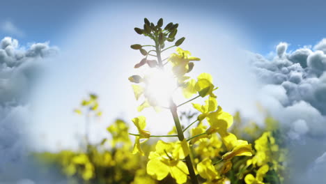 digital composited videos of flowers against sky and cloud