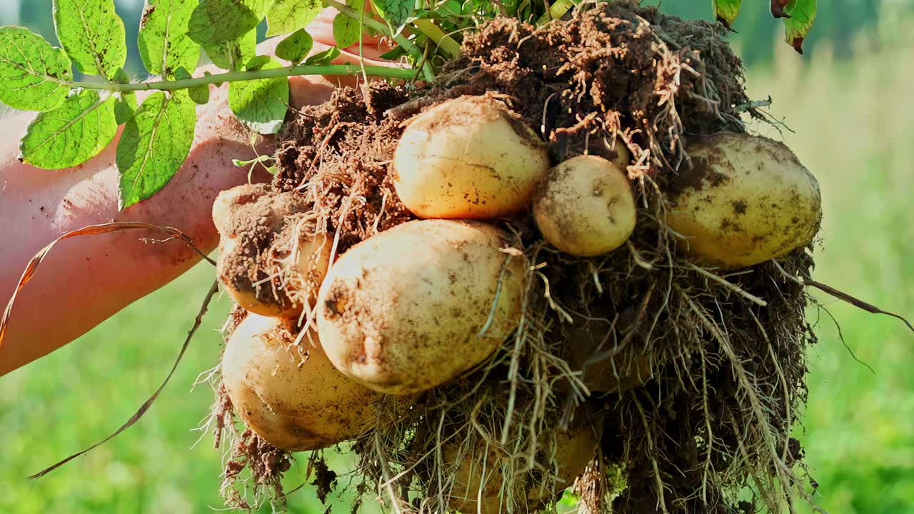 Organic potato crop agriculture eco farm harvesting season natural with soil