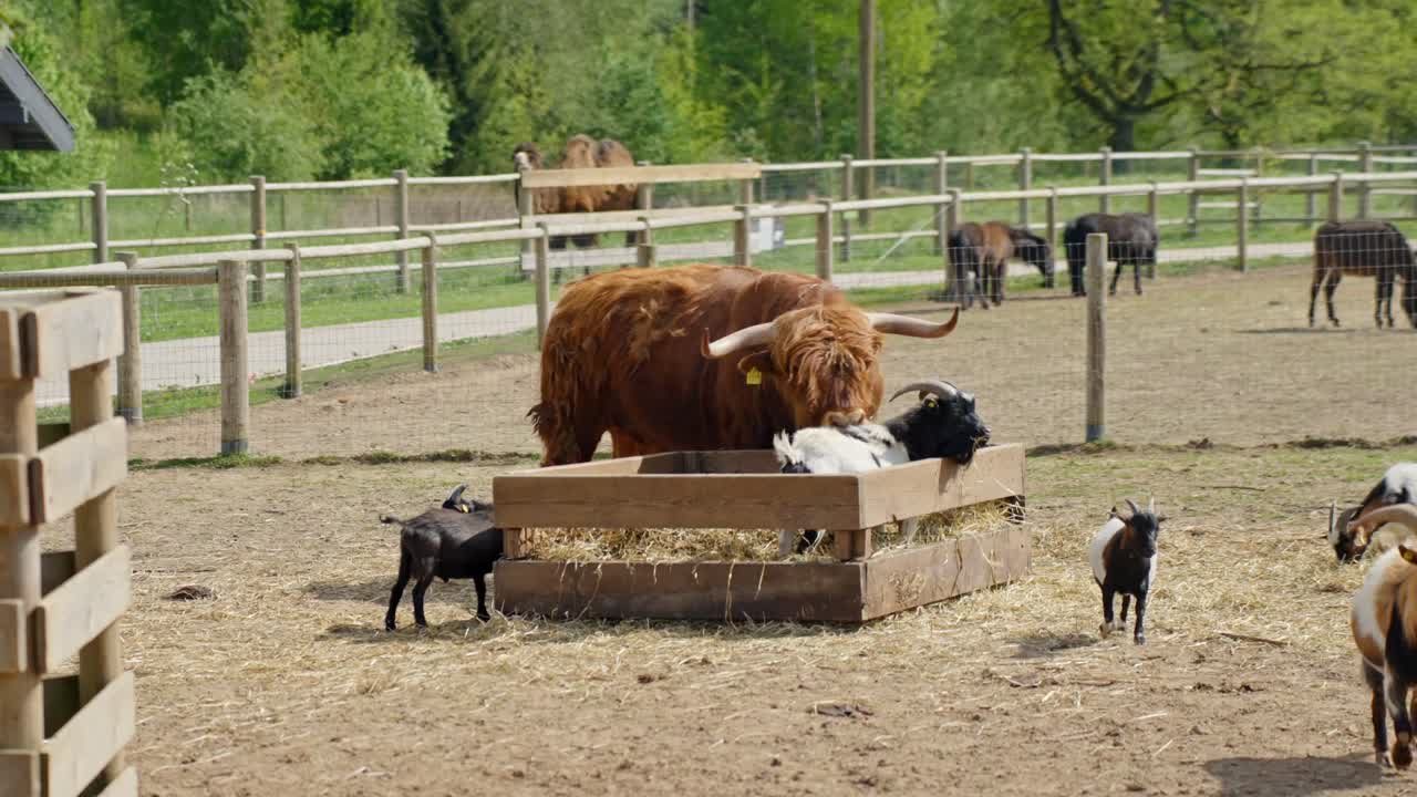 Una mucca Highland e diverse capre si radunano attorno a una mangiatoia per il fieno in un recinto di un parco animali, con terreno asciutto e alberi verdi sullo sfondo, in una tranquilla giornata di primavera, altri animali pascolano in lontananza, inquadratura statica.