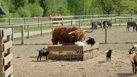 a highland cow and several goats gather around a hay trough in a fenced animal park enclosure, dry ground and green trees in background, calm spring day, other animals grazing in distance, static shot