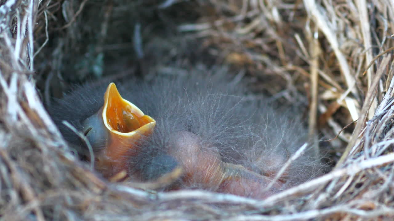 Close up of white wagtail newly hatched chicks in a nest