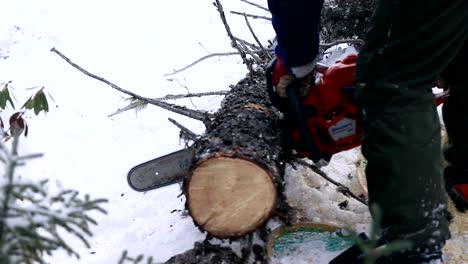 a man cuts huge black spruce