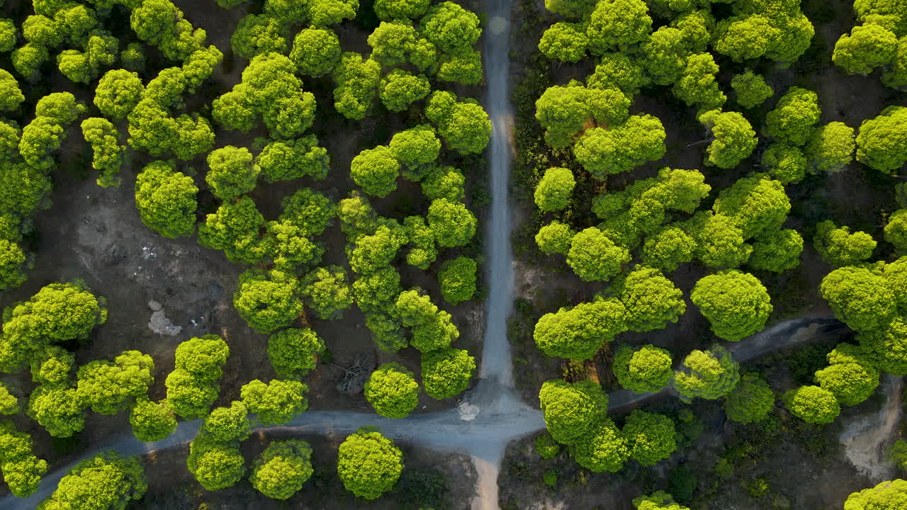 пересечение грунтовых дорог или троп в каменном сосновом лесу картайя в городе эль-ромпидо на закате, уэльва, андалусия, испания - вид с воздуха прямо сверху