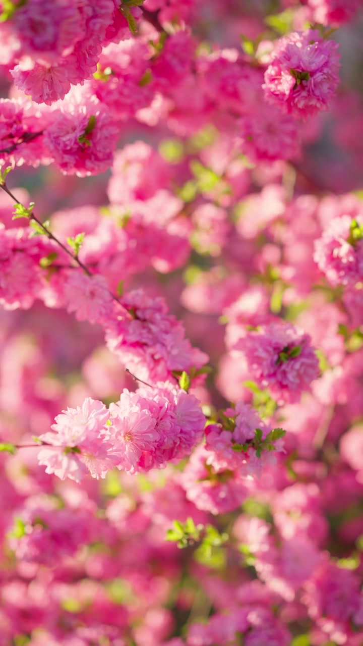 Pink blossoms fill the frame. Soft light enhances delicate petals. Branches sway gently in breeze. Springtime beauty captured in motion. Ideal for romantic or tranquil scenes