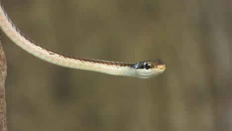 Gewöhnliche-Bronzerücken-Baumschlange-–-Augen.-Haut