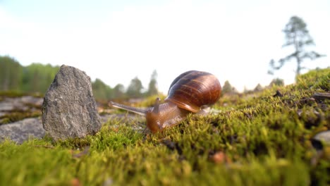 el caracol se arrastra lentamente en un primer plano macro