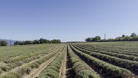 Campo-De-Lavanda-En-Tierra-Seca-De-Verano-En-Francia