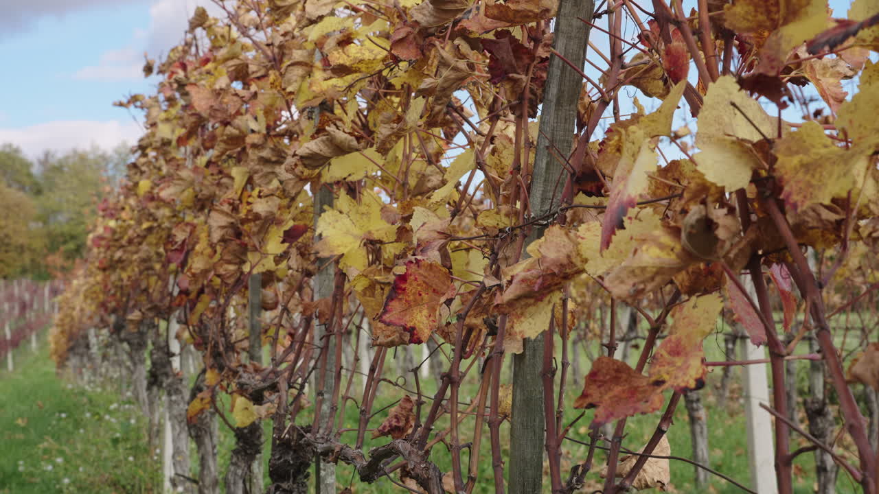 Rows of grapevines with vibrant yellow and red autumn foliage gently swaying in the wind. Beautiful agricultural landscape during fall season