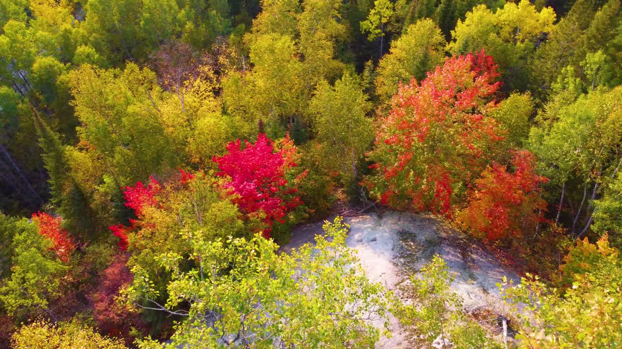 Autumn, colorful deciduous forest in Northern Ontario, Canada. Aerial view