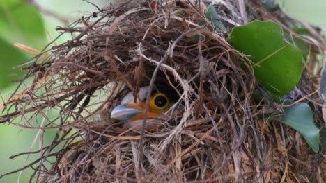 The-Silver-breasted-Broadbill-is-a-famous-bird-in-Thailand,-both-local-and-international