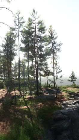 serene forest landscape with pine trees and rocky cliff