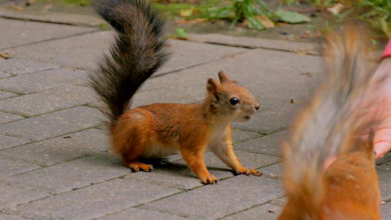 una mujer alimenta a las ardillas en el parque.