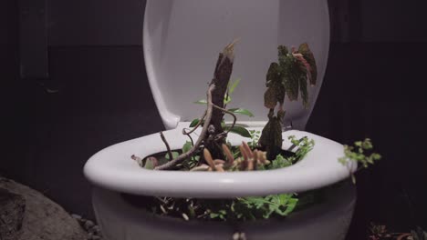 plants in the toilet at night