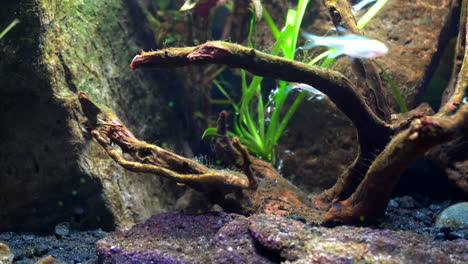 albinos tetras de luz incandescente nadan alrededor de madera sumergida muerta