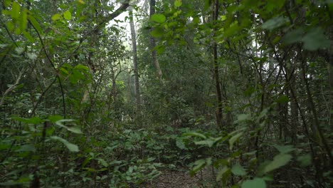 Motion-shot-of-deep-green-inside-forest