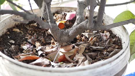 watering a potted plant