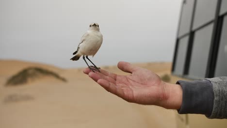 the friendship between a man and a bird