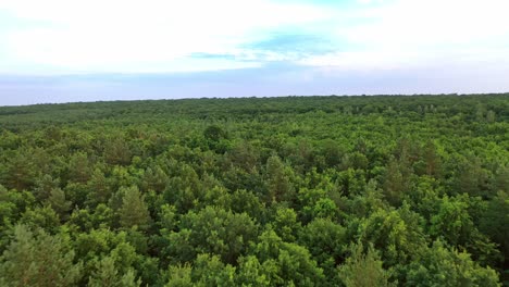 natural aerial view of a beautiful green forest. flying over pine tree forest in summer. camera moves forward.